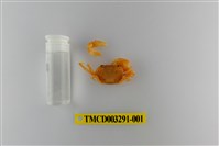 藏品(達觀澤蟹)的圖片